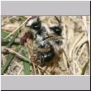 Andrena vaga - Weiden-Sandbiene -11- 02.jpg
